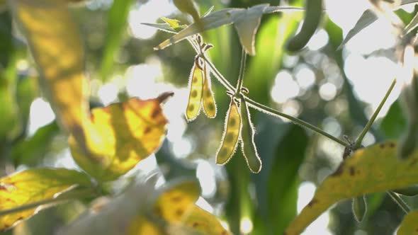 Growing Soy in Garden