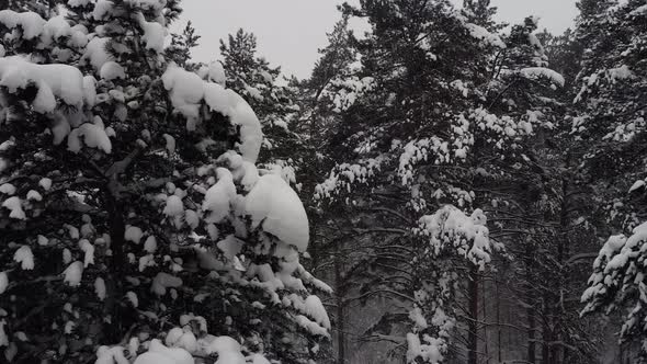 Snowy pine branches in the winter forest