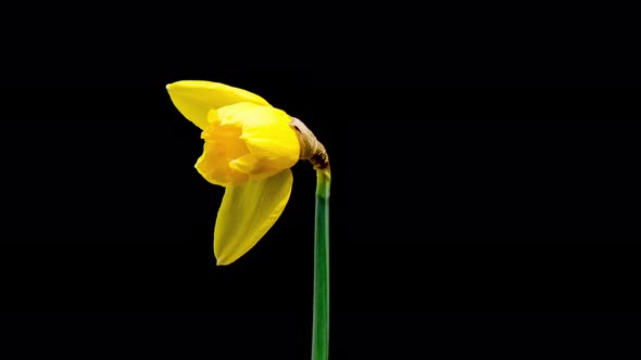Time Lapse of Flowering Daffodil