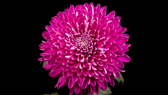 Beautiful Pink Chrysanthemum Flower Opening