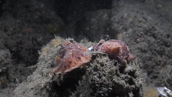 Marine science observation of two Thordisa Nudibranch species spotted on a night time scuba dive.