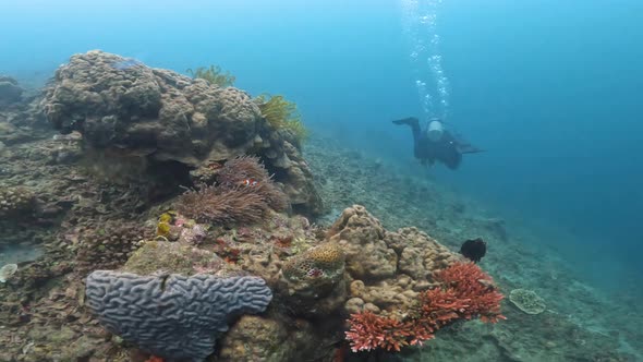 Exotic Plants Living on the Ocean Floor Where the Sun's Rays Do Not Look are Shown