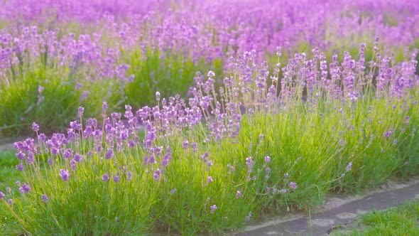 Lavender Blooms with Purple Among the Greenery