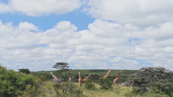 Landscape view of wild giraffes walking and eating in the bush, Kenya, Africa