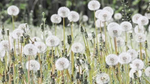 Beautiful white fluffy dandelions Common Dandelion (Taraxacum officinal). Dandelion seeds in sunligh