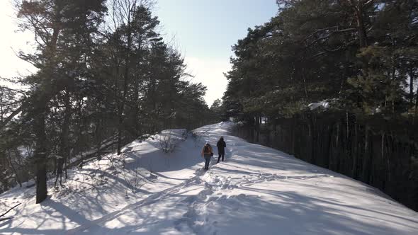 Drone Pilot Flies Through Trees in the Winter Park Couple Walking Outdoors