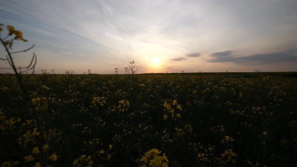 Flower in the field