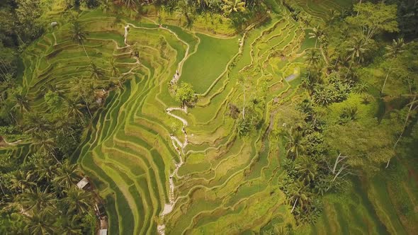 Terrace Rice Fields Ubud BaliIndonesia