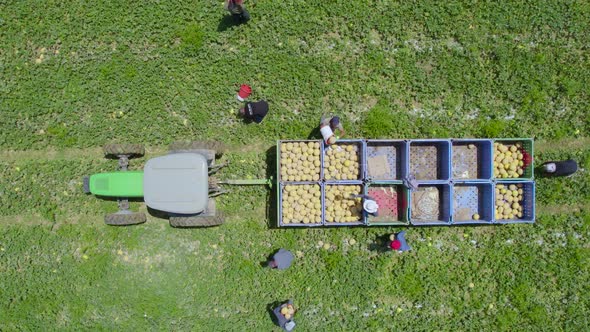 Aerial Top Shot of Melon's Harvest At Sdot Negev, Israel