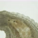 Leech Family Glossiphoniidae Under a Microscope - VideoHive Item for Sale