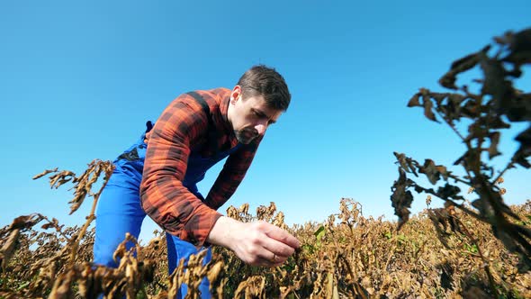 Burnt Plants Are Getting Inspected By the Agriculturer. Dead, Dry Field of Agricultural Plants.