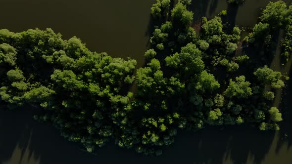 Green Trees Growing From the Swamp