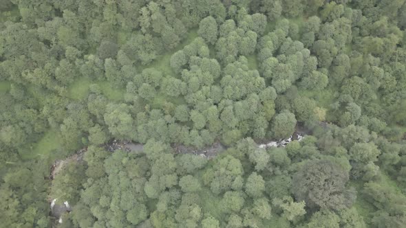 Mtirala National Park from drone, Adjara, Georgia. Flying over subtropical mountain forest