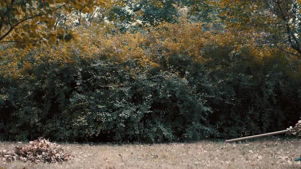 Garden Worker Pushing a Wheelbarrow Filled with Dry Leaves and Tree Branches To the Trashcan To