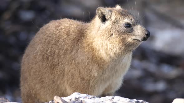 Rock hyrax sitting on a rock