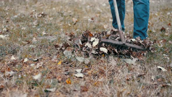 Garden Worker Raking Dry Leaves in the Garden with a Rake