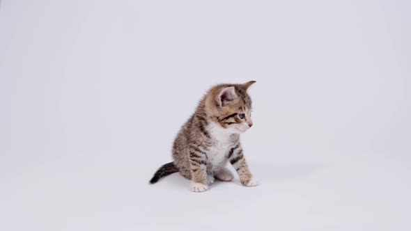 Little Striped Kitten Sits on White Studio Background and Looks Into the Camera