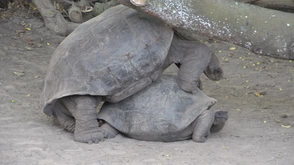 The Galápagos tortoise trying to escape under a tree