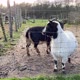 Two Pygmy Mini Goats are Walking in a Paddock at Sunset - VideoHive Item for Sale