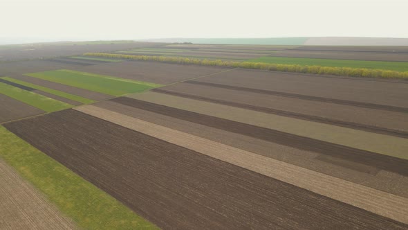 Drone Flies Over a Green Agricultural Wheat Field