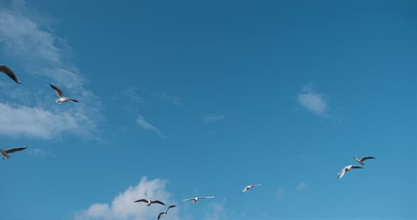 Gulls Birds in the Sky