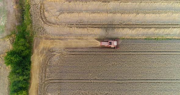 Combine Harvester Harvesting Agricultural Wheat Field