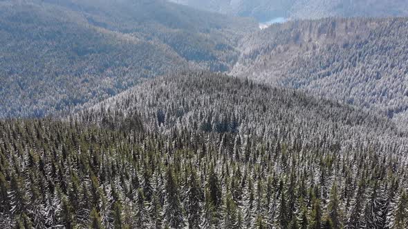 Flying Over Landscape Snowy Spruce Forest on Top of Snowy Carpathians Mountains