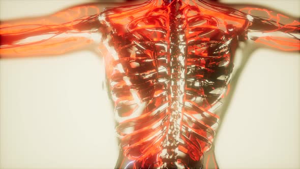 Inspection of Blood in the Blood Vessels of the Circulatory System alt