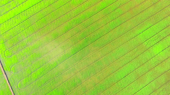 4K Aerial Wide view of Beautiful green rice sapling fields in the rural of Thailand