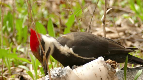 close view of a Pileated woodpecker feeding on larvae on the dry trunk