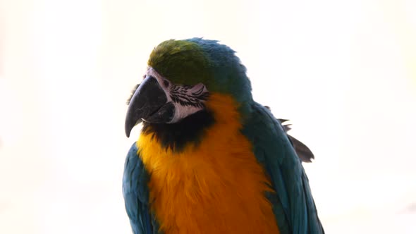 Close Up Of Blue And Yellow Macaw Parrot In Nature against bright Sky - Slow Motion