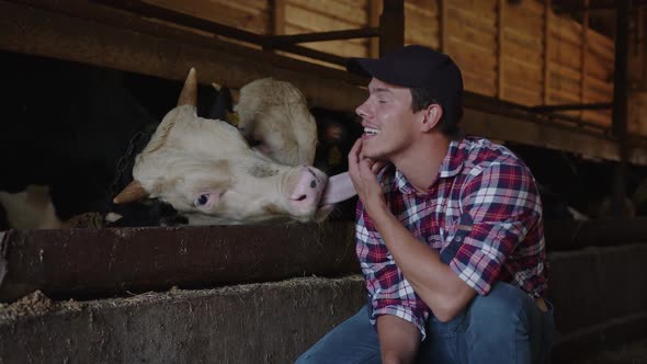 The Cow Licks the Farmer and Shows His Love for Him