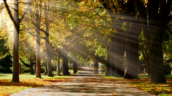 Colorful Autumn Season Trees Outdoors at Sunset Light