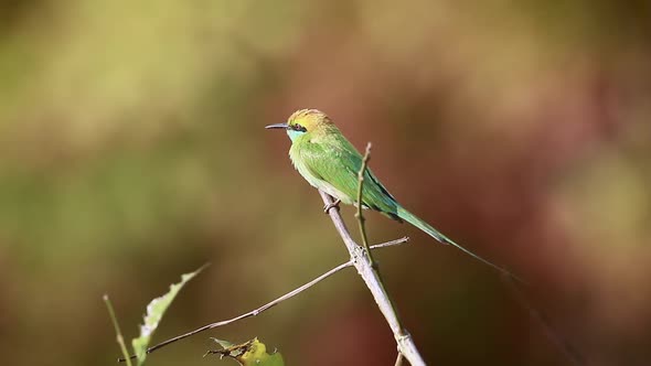 Green bee-eater in Bardia national park, Nepal