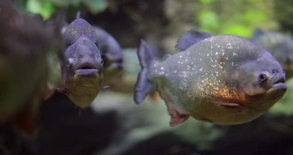 Piranha  Colossoma Macropomum