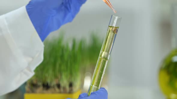 Biochemist Dripping Oily Reagent Into Test Tube With Extract, Detergent Creation