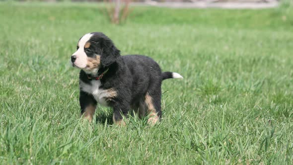 UHD Close up of a Burnese Mountain Dog puppy who looks at the camera and then walks off camera