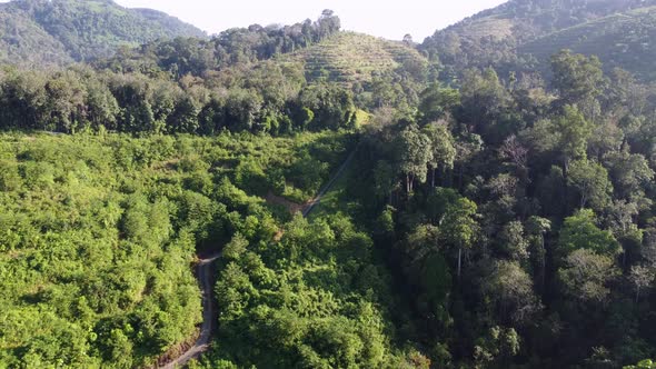 Aerial view narrow path go up the hill of plantation