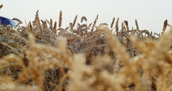 Golden Wheat in Field Against Truck Driving Along Road in Daylight