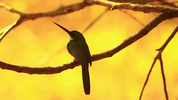 A green-tailed jacamar perched on a tree in the golden light of the evening sun in the Brazilian Sav