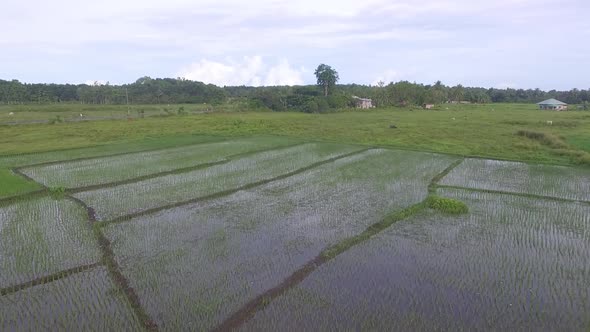 Aerial View of Rice Fields in the Philippines