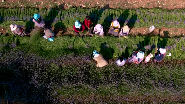 Aerial View Woman Farmers