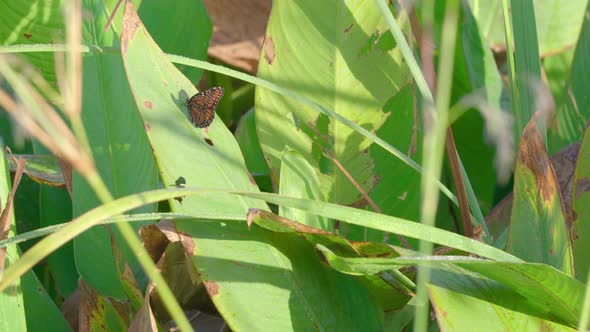 Butterfly flapping wings on leaf in South Florida Everglades. Shot in 4K resolution.