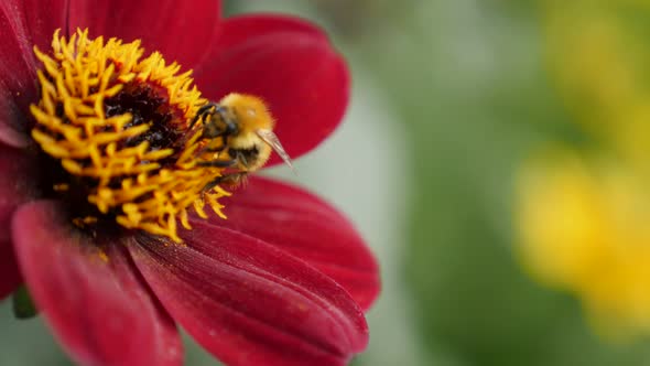 Shallow DOF bee over deep red color dahlia flower in the garden 4K 2160p 30fps UltraHD footage - Dah