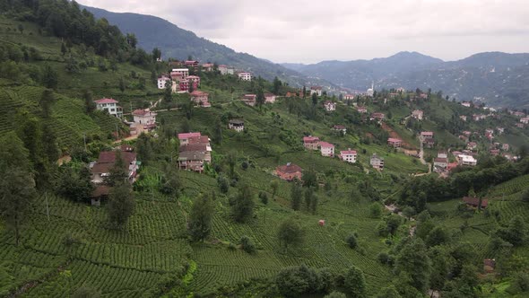 Tea Fields And Village