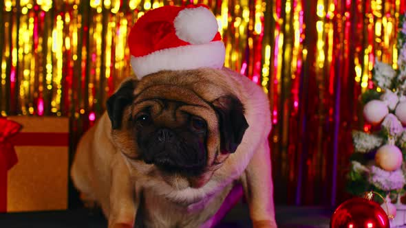 Pug in Santa Hat in Studio