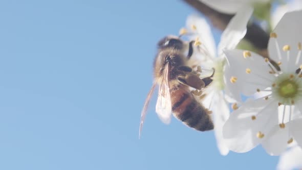 Close up Honey bee on white blackthorn cherry blossom against blue sky super slow motion