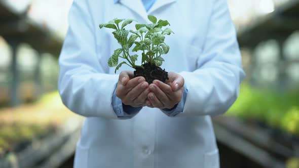 Scientist Hands Holding Green Seedling, Plant Germination Experiment, Soil Tests