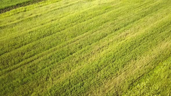 Aerial view of green agriculture fields in spring with fresh vegetation after seeding season.