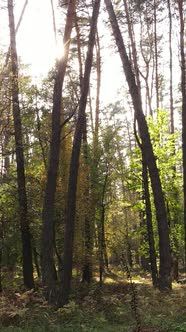 Vertical Video of a Forest in an Autumn Day